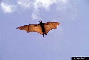 Image result for Scary Fruit Bat