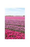 Image result for Holland Tulips Trip