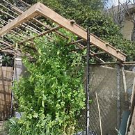 Image result for DIY Bamboo Garden Trellis