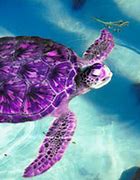 Image result for Live Sea Turtle Wallpaper