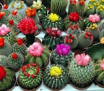 Image result for Types of Cactus