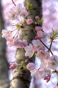 Pink Cherry Blossom Flowers 的图像结果