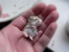 Image result for Smallest Hamster in the World