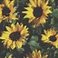 Image result for Sunflower Aesthetic House