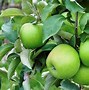 Image result for Species of Apple's