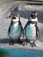 Image result for Penguin BlackBerry Case
