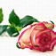 Image result for White Rose iPhone