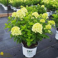 Image result for Hydrangea paniculata Little Lime (r)