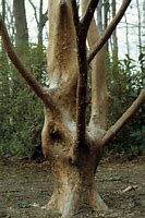 Image result for Stewartia monadelpha