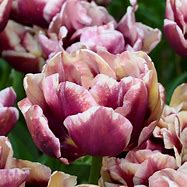 Image result for Tulipa Wyndham