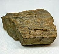Image result for Petrified Wood Identification