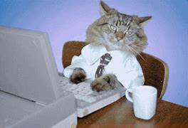 Image result for Busy Cat Meme