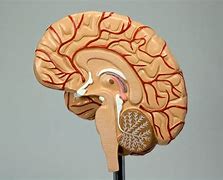 Image result for Brain Stem Model