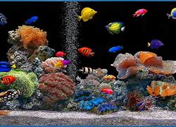 Image result for Ocean Life Screensavers