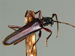 Image result for cerambycidae