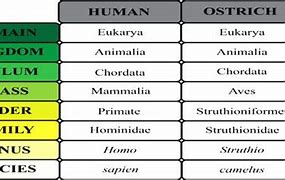 Image result for Human Classification