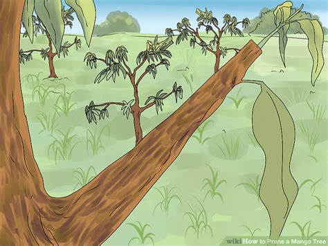 Image result for When to Prune Mango Tree