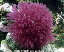 Image result for sctinia