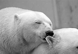 Image result for Black and White Mammals