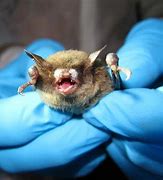 Image result for Lesser Long-Eared Bat