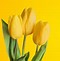 Image result for Yellow Wallpapers for iPhone 7 Plus