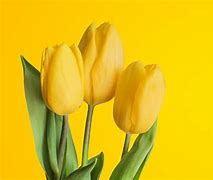 Image result for Yellow iPhone Walpaper