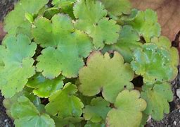 Bildergebnis für Saxifraga cortusifolia Cheap Confections