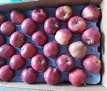 Image result for 3Lb Bag of Gala Apple's