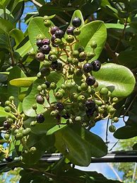 Image result for Bay Rum Tree