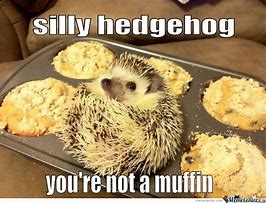 Image result for Crafty Hedgehog Meme