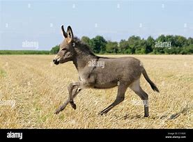 Image result for Donkey Running