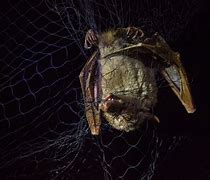 Image result for One Way Bat Netting