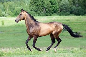 Image result for Fastest Horse Ever