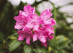 Image result for rhododendron