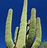 Image result for Saguaro Cactus Photography