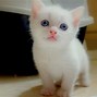 Image result for cute animal