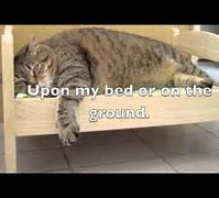 Image result for Kenn Kitten