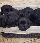 Image result for Cute Baby Black Lab Puppies
