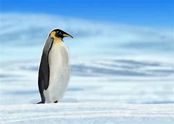 Image result for Emperor Penguin Side View