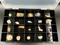 Image result for Fossil Boxes