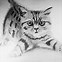 Image result for Amazing Cat Drawings