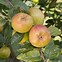 Image result for Large Apple Varieties