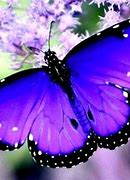 Image result for Pink Purple and Blue Butterfly
