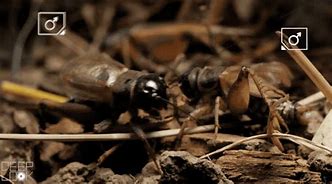 Image result for Field Cricket Insect