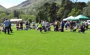 Image result for Show Me a Picture of a Wicket and a Patterdale