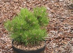 Image result for Pinus parviflora Billie (M - PAR 4)