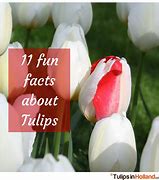 Image result for Tulip Flower Facts