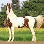 Image result for India Horse Breeds