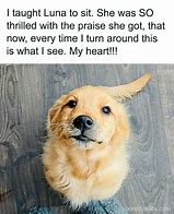 Image result for Goofy Animal Memes