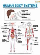 Image result for human body systems chart labeled